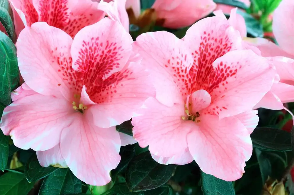 Azalea (Rhododendron)