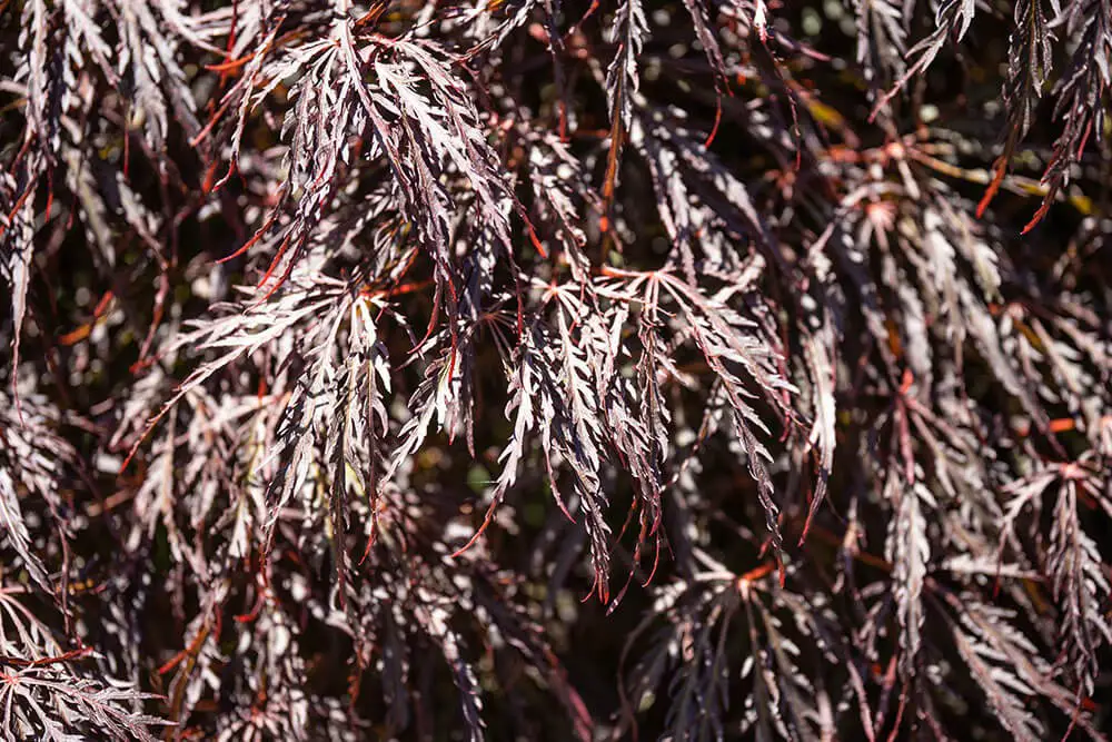 Crimson Queen Japanese Maple (Acer palmatum dissectum ‘Crimson Queen’)