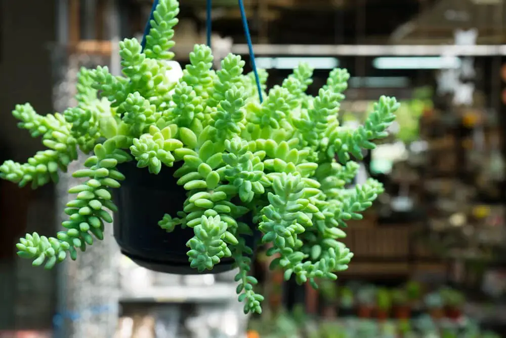 Donkey’s Tail Plant (Sedum morganianum)