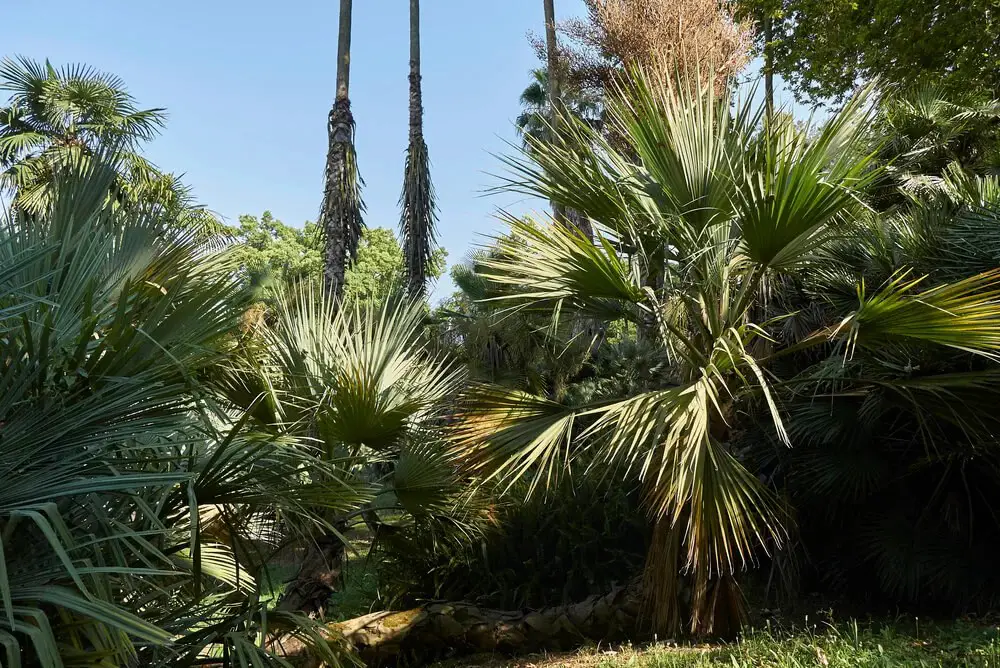 Mazari Palm (Nannorrhops ritchiana)