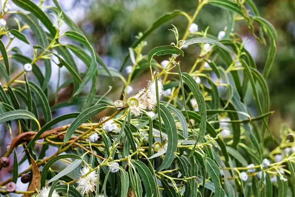 Blue Gum Tree (Eucalyptus globulus)