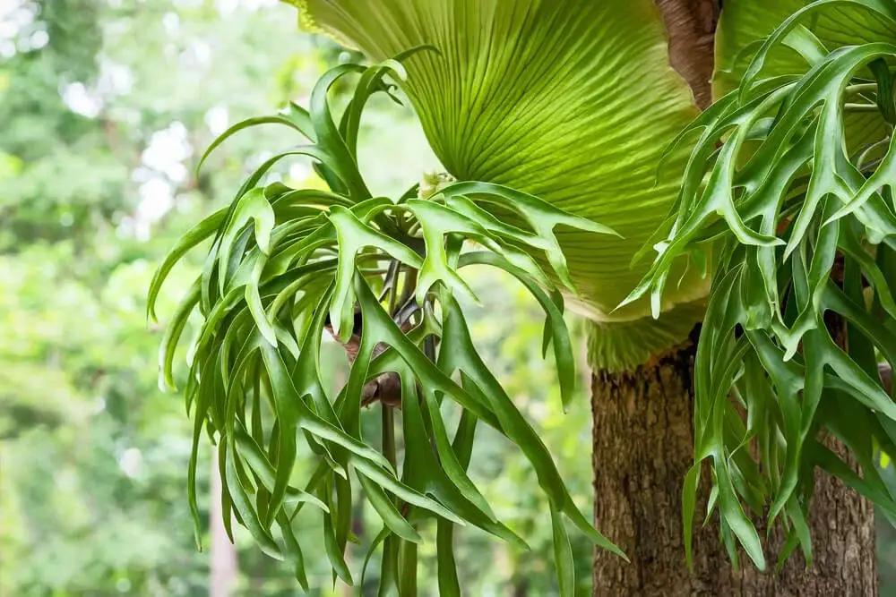 Staghorn Fern (Platycerium superbum)