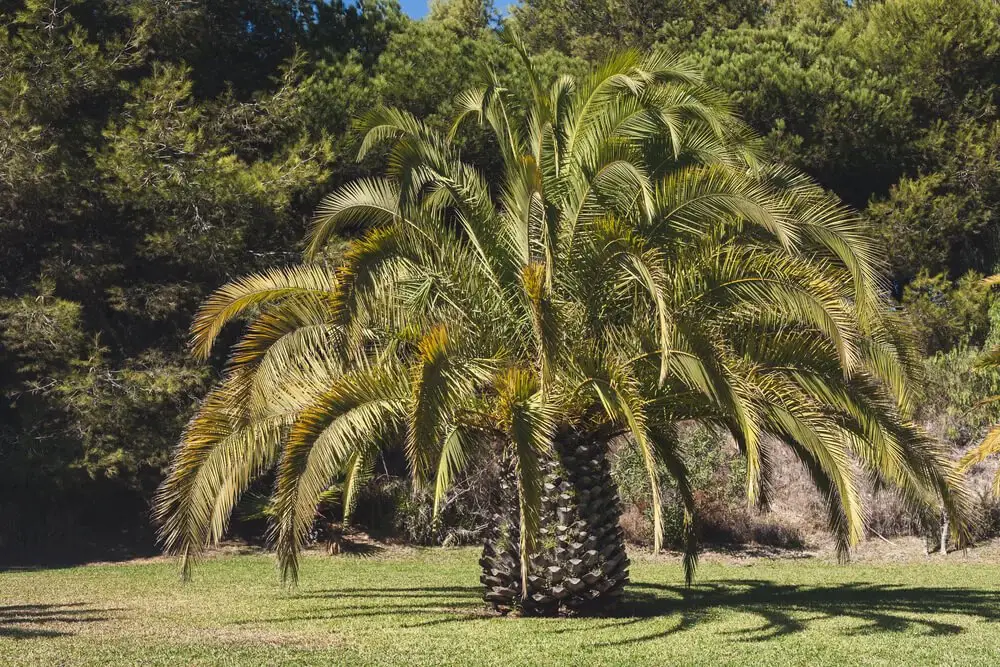 Senegal Date Palm (Phoenix reclinata)