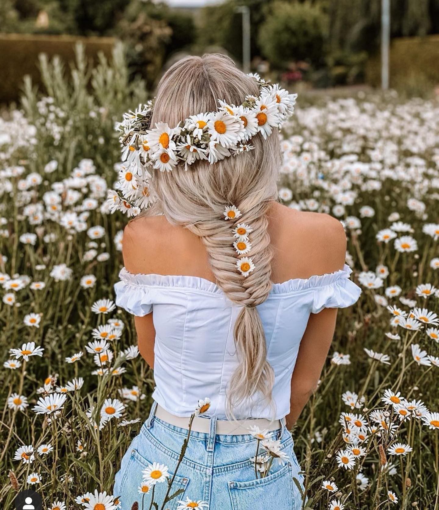 Daisy Chain Dream