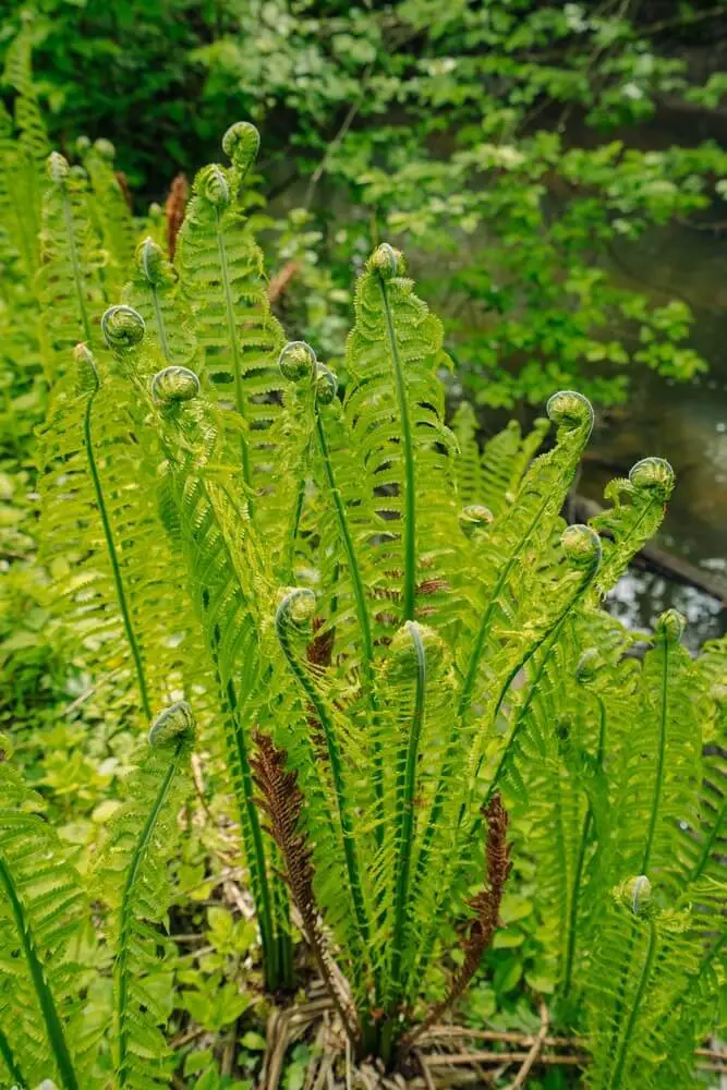 Ostrich Fern (Matteuccia struthiopteris)