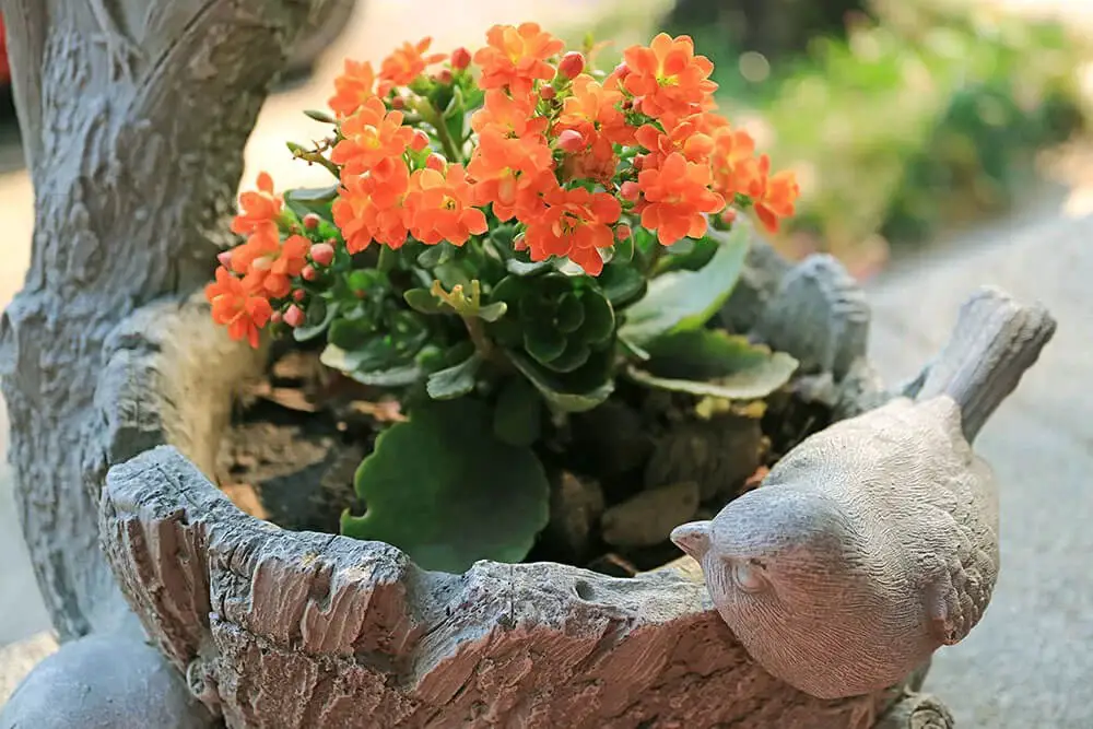 Flaming Katy (Kalanchoe blossfeldiana)