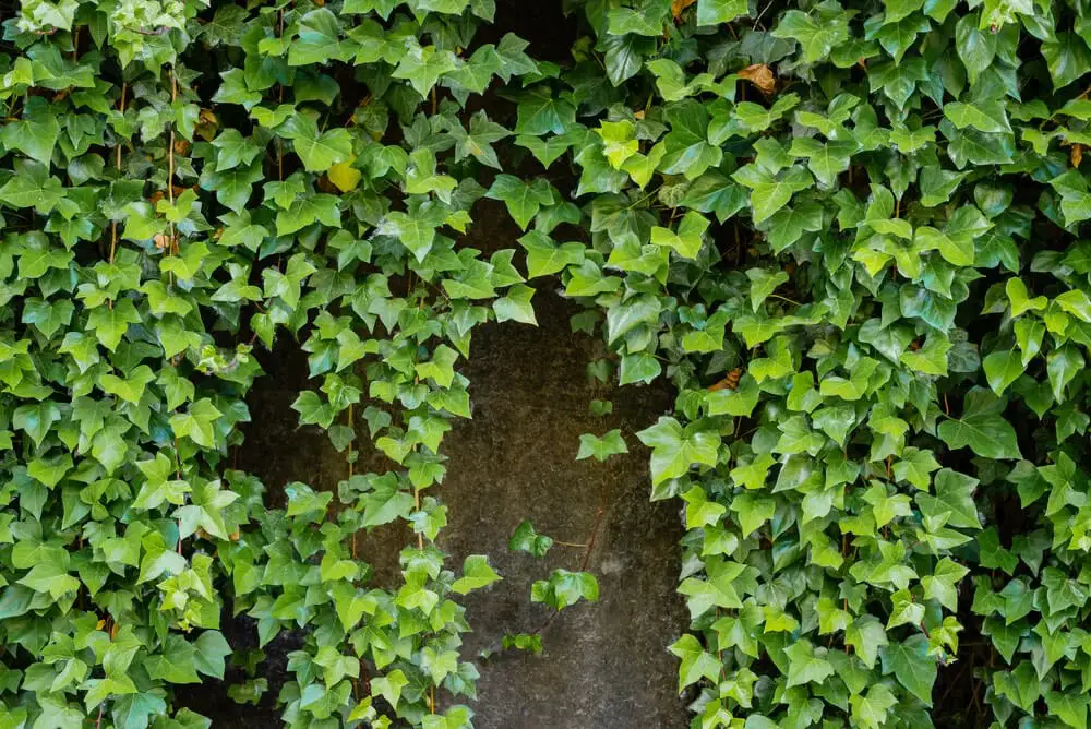 English Ivy (Hedera helix)