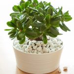 13 Unique Types Of Jade Plants That You May Have Never Heard Of Before