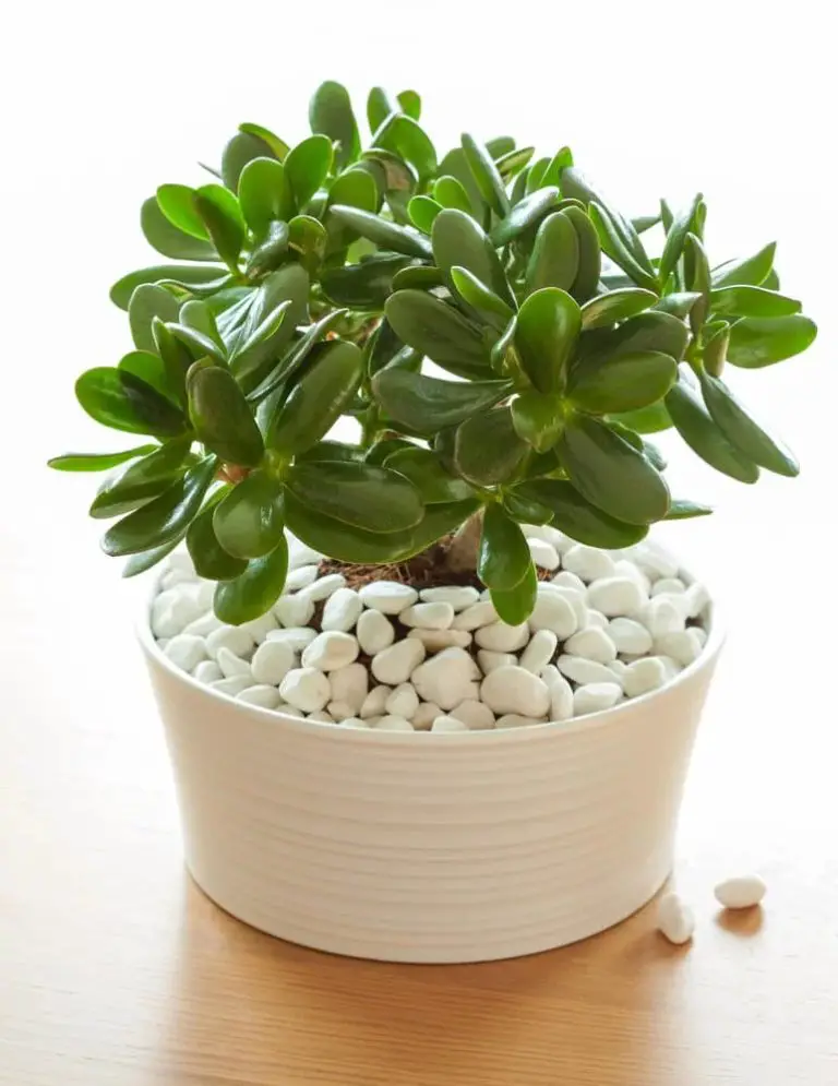 13 Unique Types Of Jade Plants That You May Have Never Heard Of Before