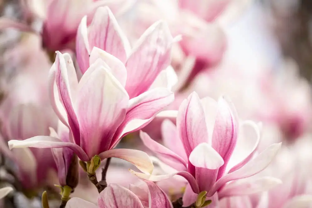 Magnolia x soulangiana (Saucer Magnolia)