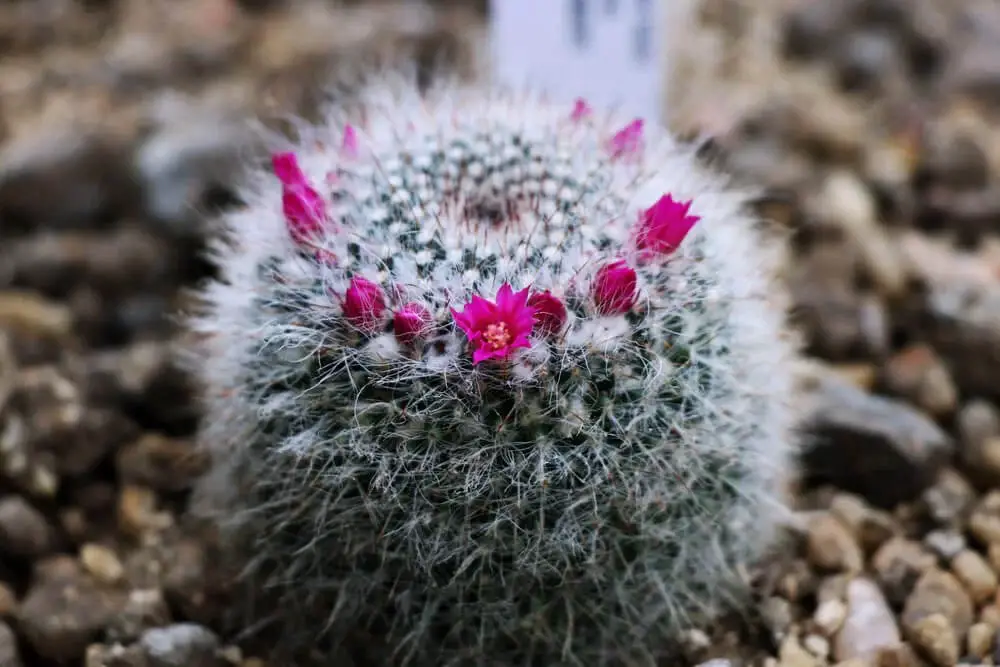 Old Lady Cactus (Mammillaria hahniana)