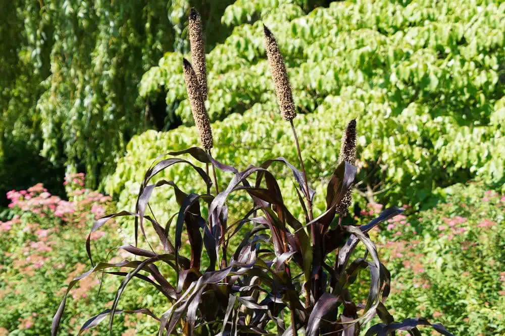 Purple Majesty Pennisetum (Pennisetum glaucum’ Purple Majesty’)