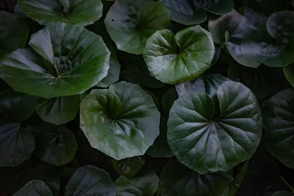 Leopard Plant (Farfugium japonicum)