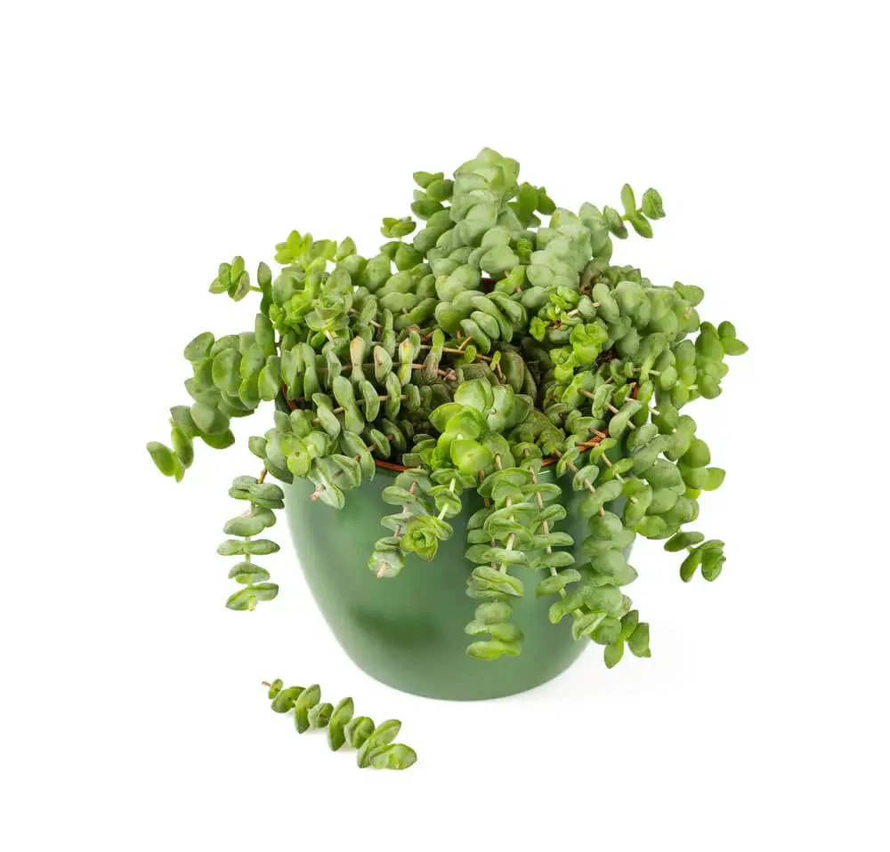 Jade Necklace (Crassula marnieriana ‘Jade Necklace’)