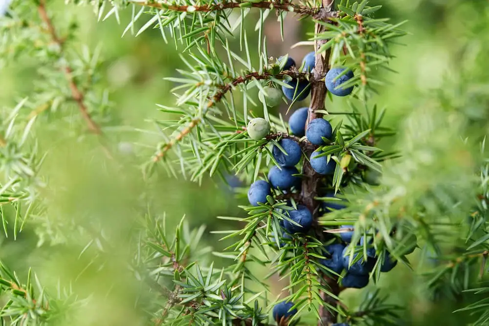 Common Juniper (Juniperus communis)