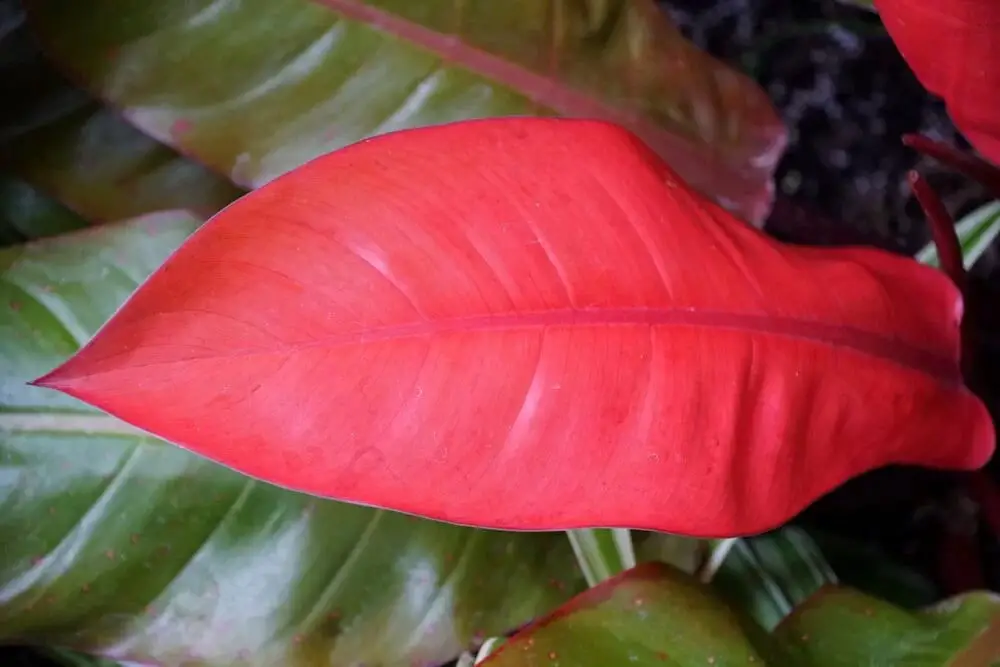 Prince of Orange Philodendron (Philodendron)