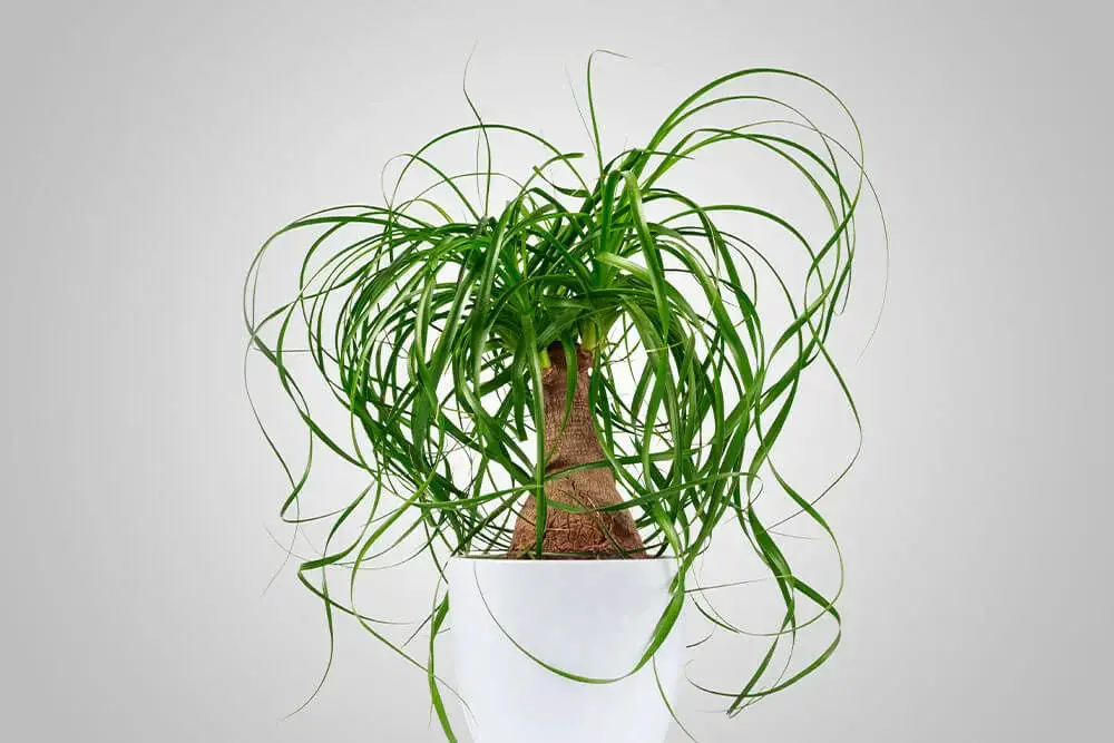 Ponytail Palm (Beaucarnea recurvata)