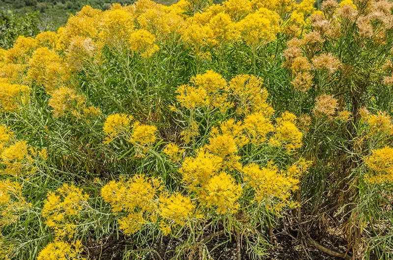 Rubber Rabbitbrush (Ericameria Nauseosa)