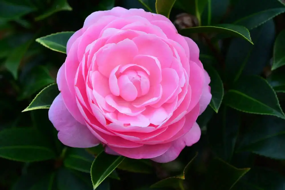 Camellia (Camellia japonica)