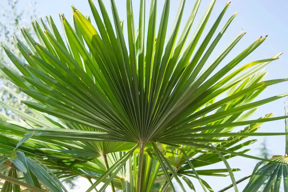 Dwarf Palmetto (Sabal minor)