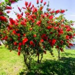 23 Beautiful Small Trees For Landscaping That Offer Attractive Flowers And Fruits