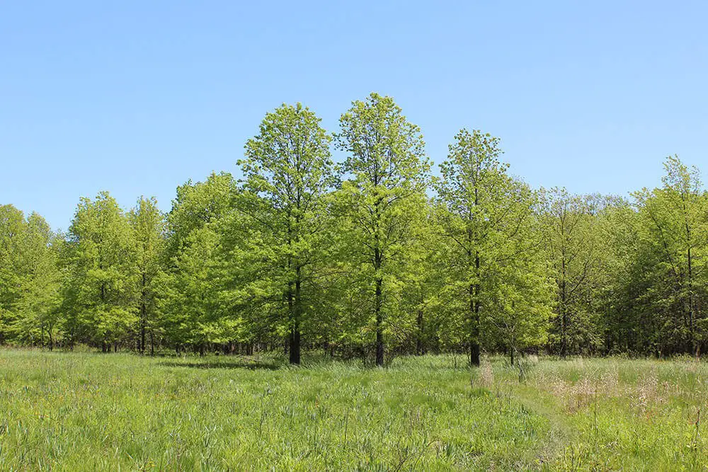 Pin Oak (Quercus palustris)