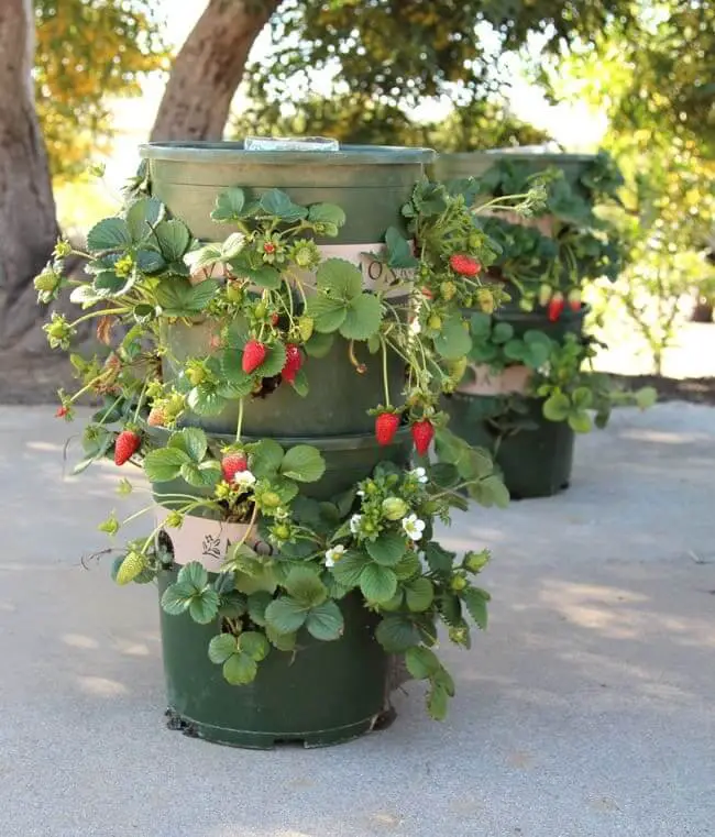 Strawberry Tower from Nursery Buckets