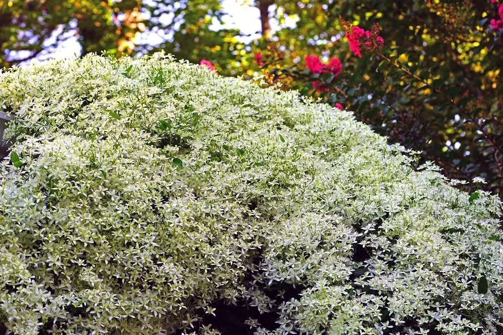 Sweet Autumn Clematis (Clematis terniflora)