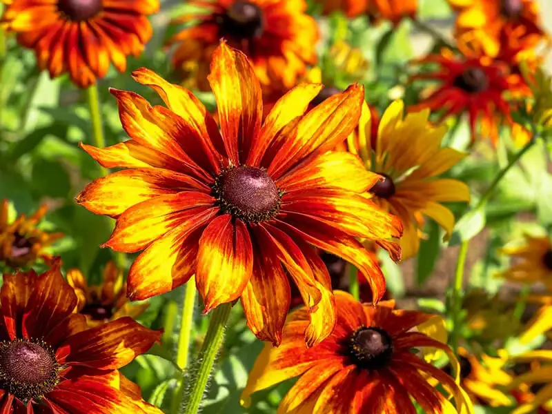 Black-Eyed Susan (Rudbeckia Hirta ‘Cappuccino’)