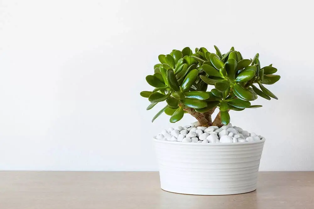 Jade Plant (Crassula ovata)