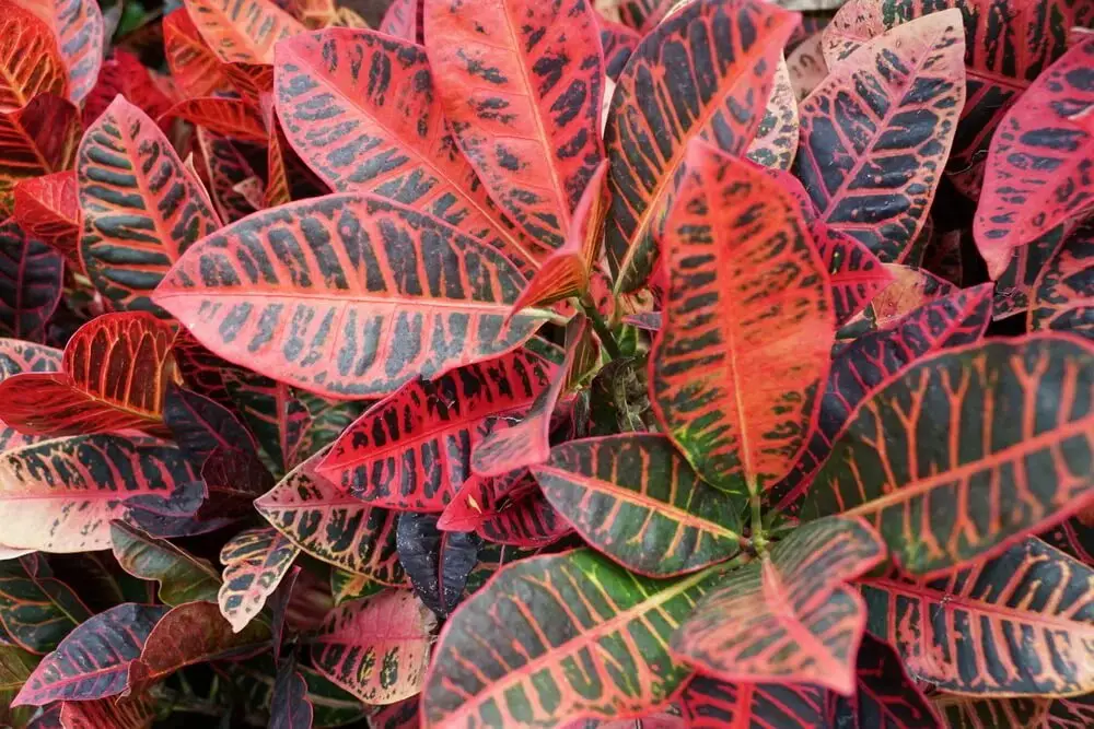 Croton (Codiaeum variegatum ‘Norma’)