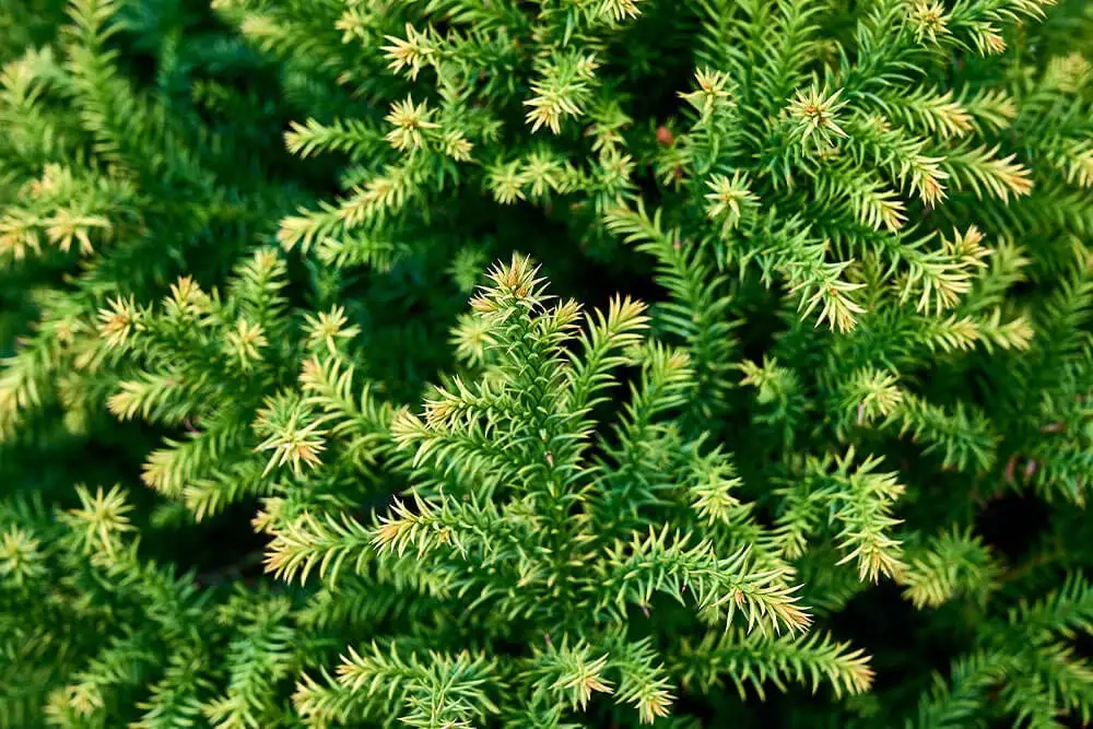 Japanese Cedar (Cryptomeria japonica)