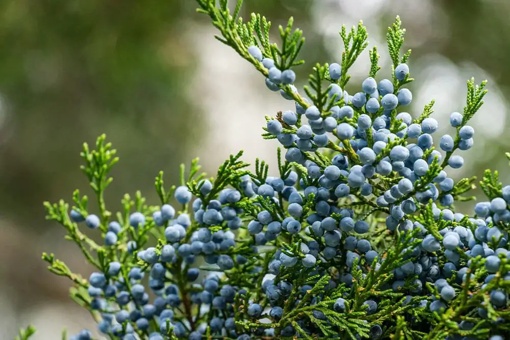 Eastern Red Cedar (Juniperus virginiana)