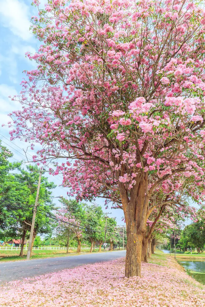 Tabebuia rosea (Pink Tabebuia)