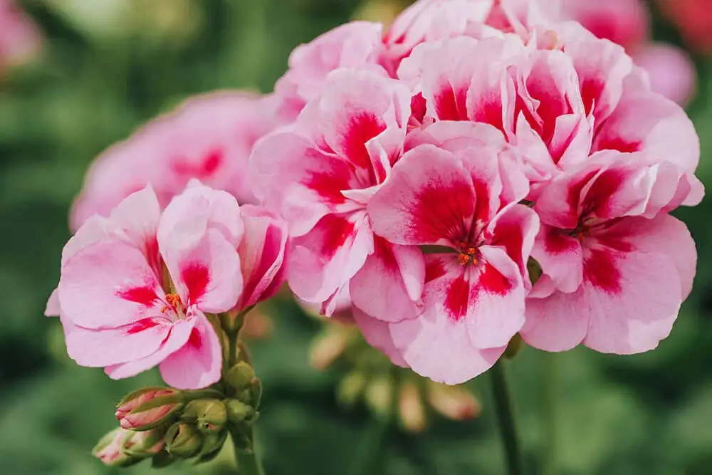 Geranium (Pelargonium)