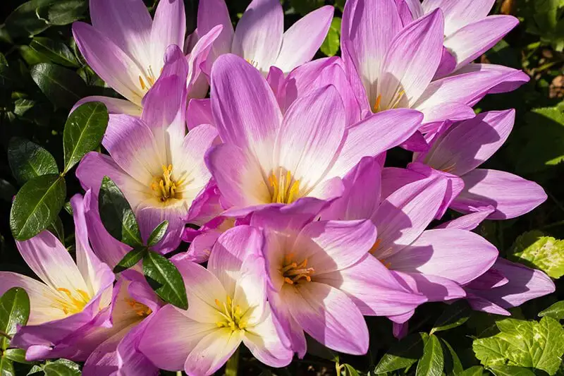 Meadow Saffron (Colchicum ‘Waterlily’)