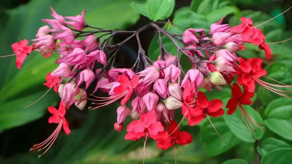 Bleeding Heart Vine (Clerodendrum thomsoniae)