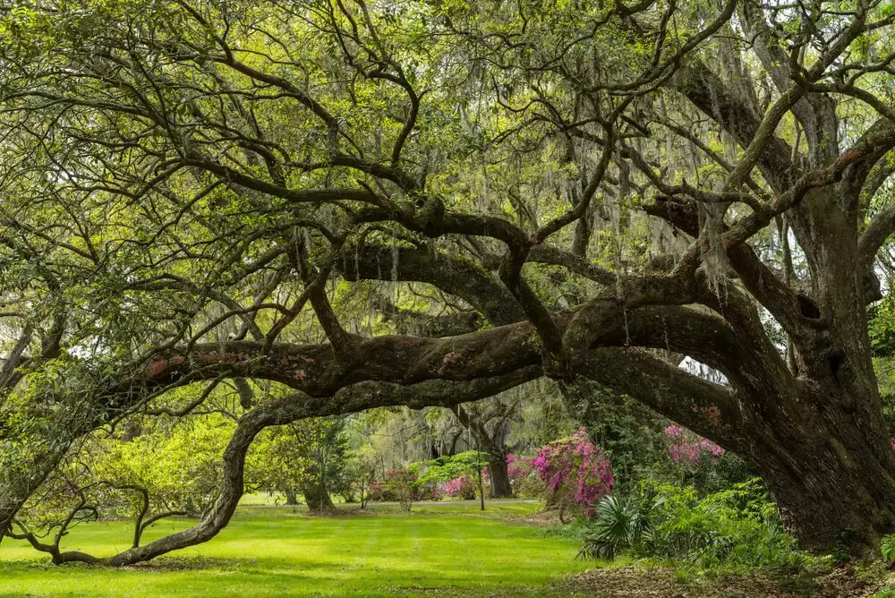 Live Oak (Quercus virginiana)