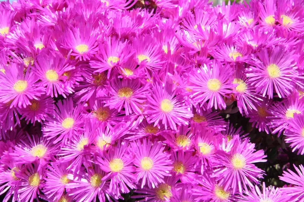 Ice Plant (Aizoaceae)