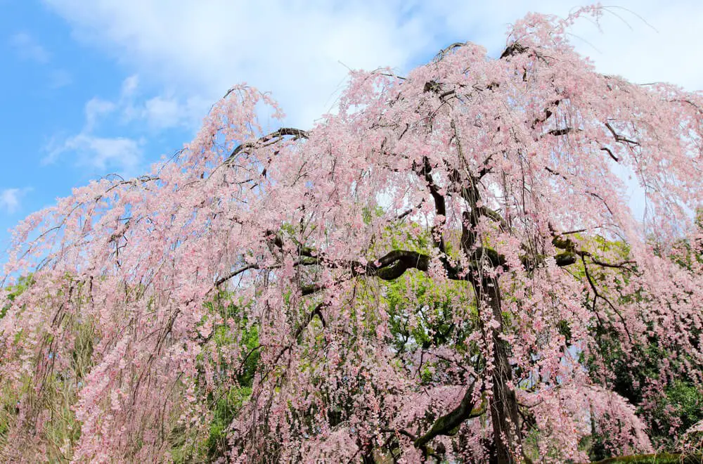 Prunus pendula ‘Pendula Rosea’ (Weeping Cherry Tree)