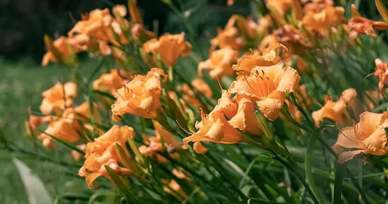 Daylily (Hemerocallis ‘Mini Pearl’)