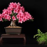 20 Tranquil Types Of Bonsai Trees That Will Put You In A Zen State