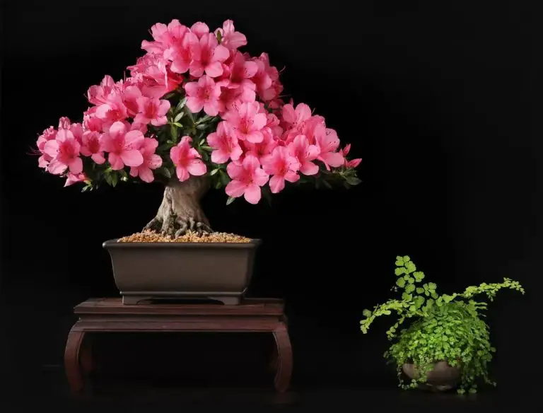 20 Tranquil Types Of Bonsai Trees That Will Put You In A Zen State