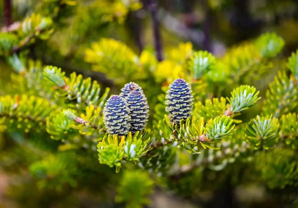 Korean Fir (Abies koreana)