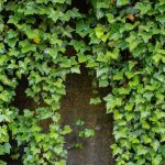 16 Amazing Types Of Ivy Plants With Foliage Youll Love