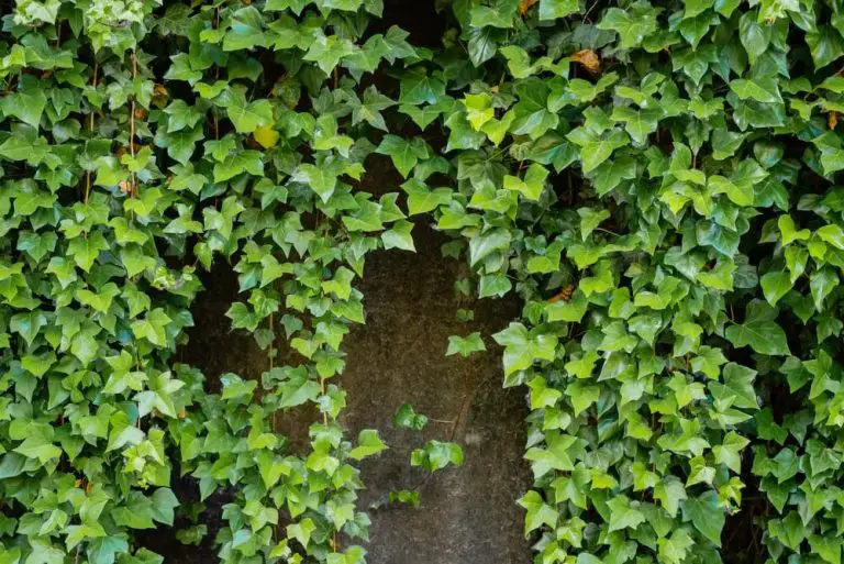 16 Amazing Types Of Ivy Plants With Foliage Youll Love