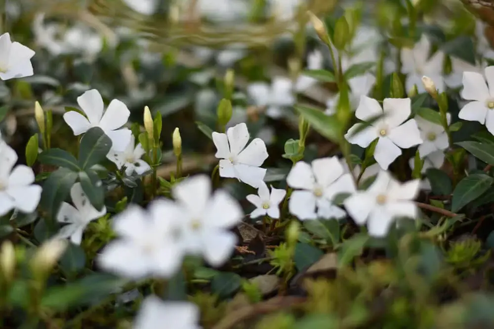 Myrtle (Vinca minor ‘Alba’)