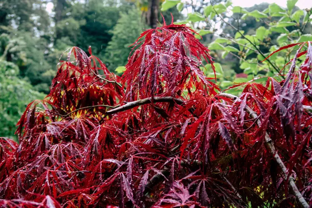 Crimson Queen Japanese Maple (Acer palmatum ‘Crimson Queen’)