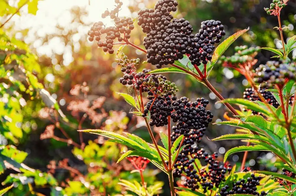 Elderberry (Sambucus canadensis)