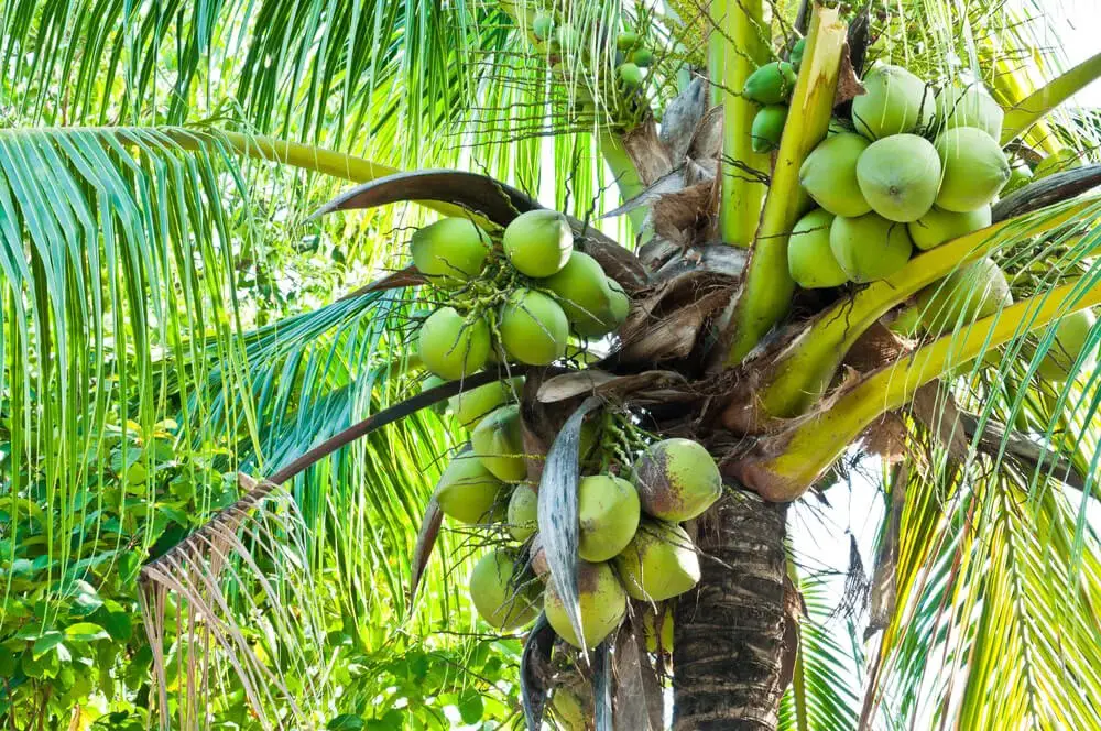 Coconut Palm (Cocos nucifera)